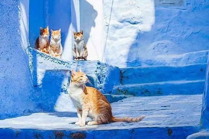 Chefchaouen Day Trip! The Blue Pearl - The viewpoint walk and Rif Mountain scenery