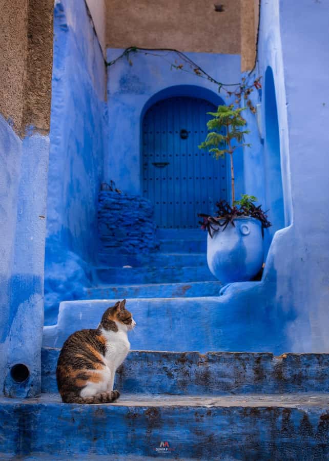 Chefchaouen tour guide - Mohammed V Square, City Hall, and the Great Mosque