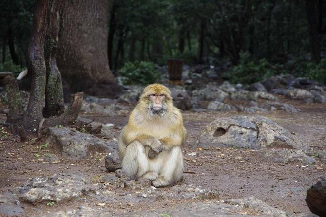 day trip from fez to middle atlas mountain - Who will enjoy this day most?