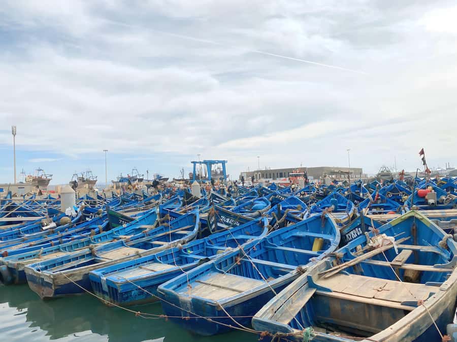 Day trip to Essaouira - The argan oil village stop