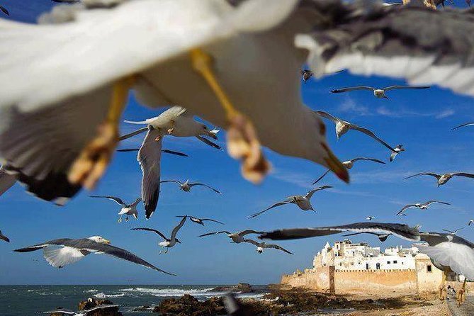 Day trip to Essaouira the portuguese town from Agadir or Taghazout - The sea bastion and fishing port