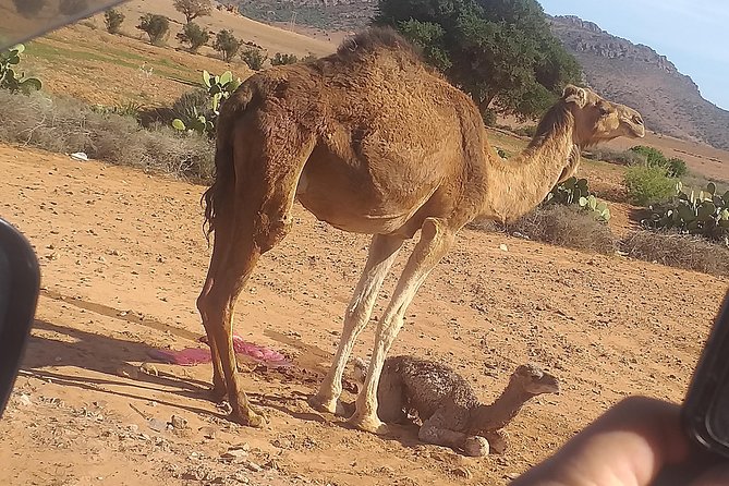 Desert and Wild Beach Day Trip with Meal - A small desert without a long desert expedition