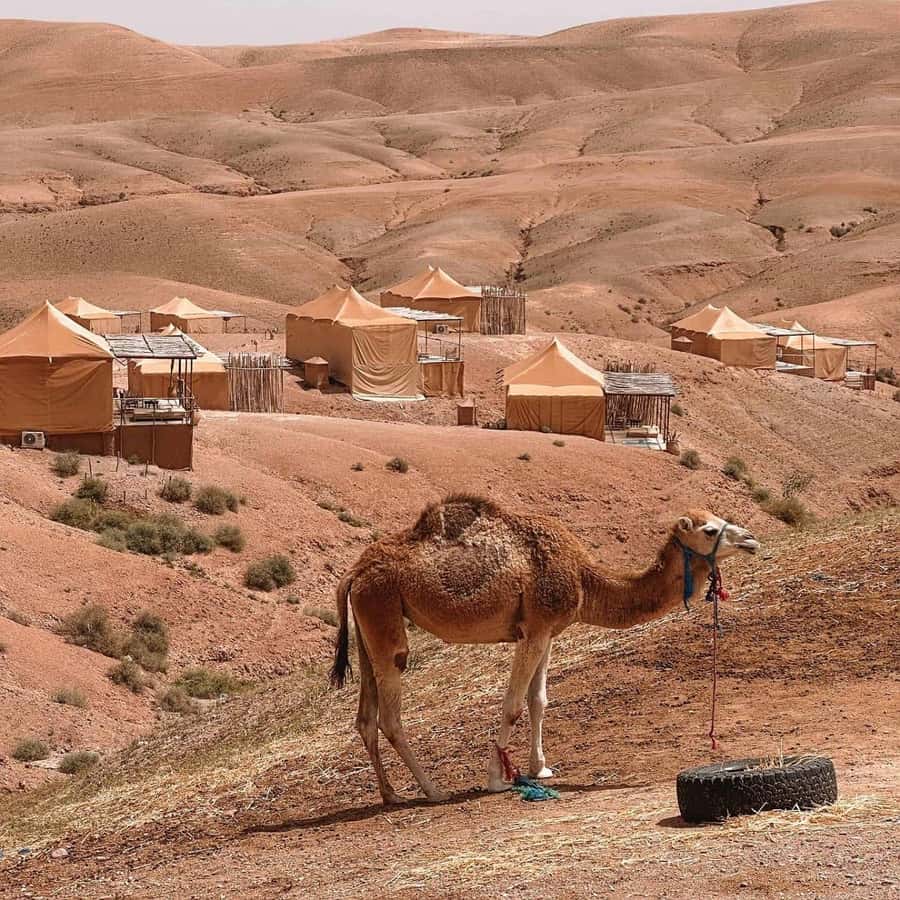 Desert night : ATV, Camel Trek sunset views & Dinner show - Who Will Get the Most From This Trip