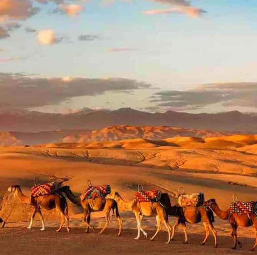DINNER IN AGAFAY DESERT UNDER THE STARS WITH SHOW AND CAMELS - Dinner inside a traditional desert camp