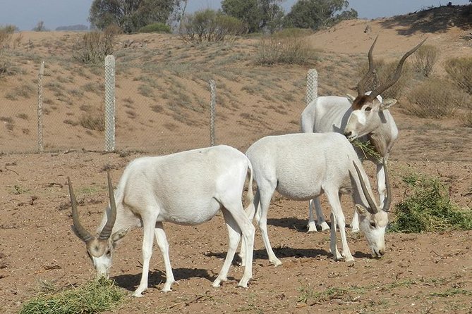 Discovery of the Souss Massa Animal Park in 4x4 - Why this Agadir day trip covers more ground