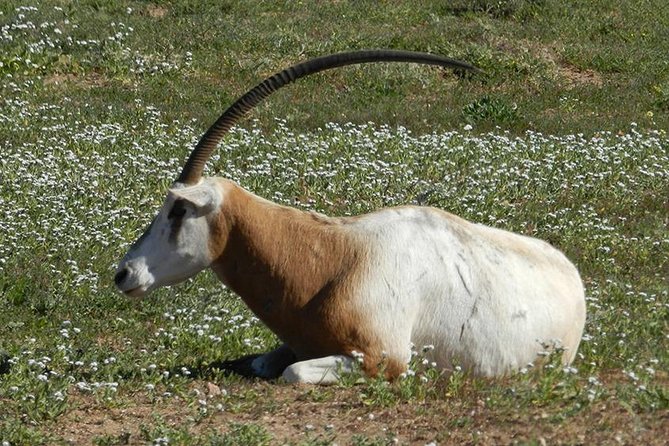 Discovery of the Souss Massa Animal Park in 4x4 - Tifnit and the rough Atlantic route