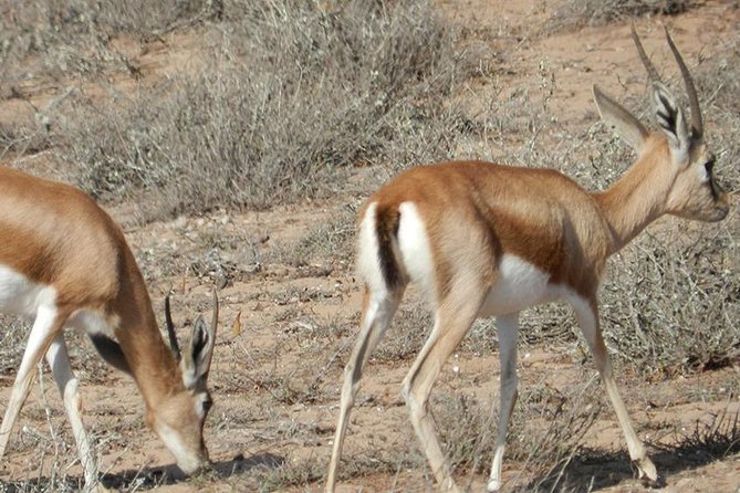 Discovery of the Souss Massa Animal Park in 4x4 - Tiznit’s walls and silver craft