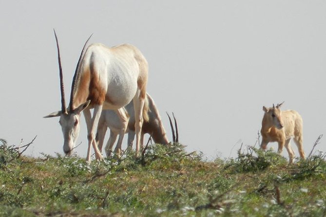 Discovery of the Souss Massa Animal Park in 4x4 - Inside the Souss Massa animal park