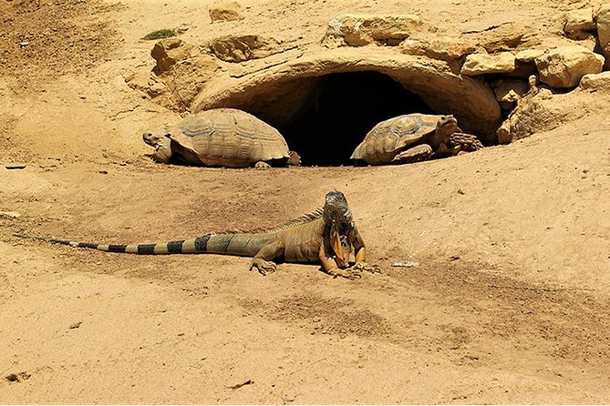 Effortless Agadir Crocoparc Ticket and Transfer Service - The ride from your Agadir hotel