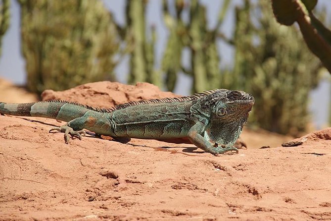 Effortless Agadir Crocoparc Ticket and Transfer Service - Feeding time is worth planning around