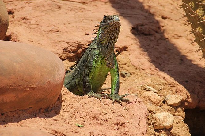 Effortless Agadir Crocoparc Ticket and Transfer Service - What the $28.31 price really covers