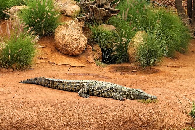 Effortless Agadir Crocoparc Ticket and Transfer Service - Entering through the giant crocodile mouth