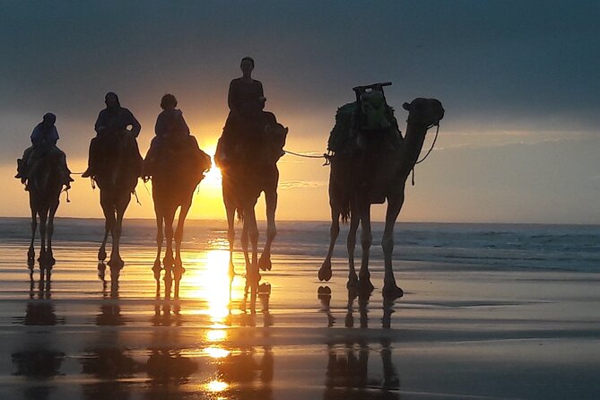 Essaouira 1 hour discovery ride on the back of a camel - Riding beside the wild beaches