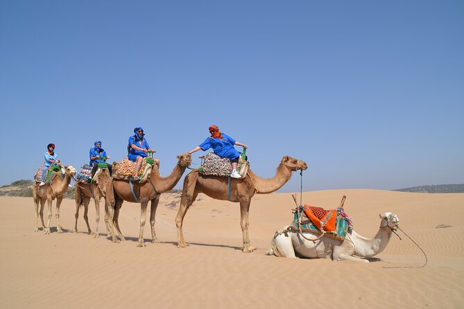 Essaouira 1 hour discovery ride on the back of a camel - Passing through the eucalyptus forest