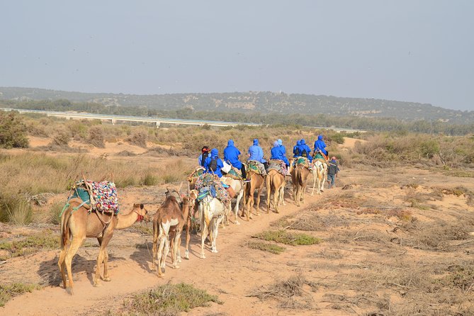 Essaouira 2-Hour Camel Adventure Ride - From beach to dunes and Atlantic forest