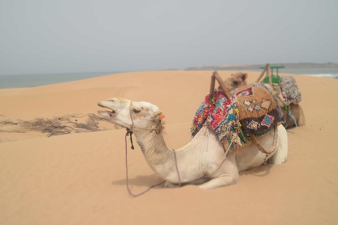 Essaouira 2-Hour Camel Adventure Ride - Tea, argan bread, and what may be included