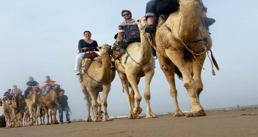 Essaouira: 2-Hour Camel Ride - Along the Atlantic beach