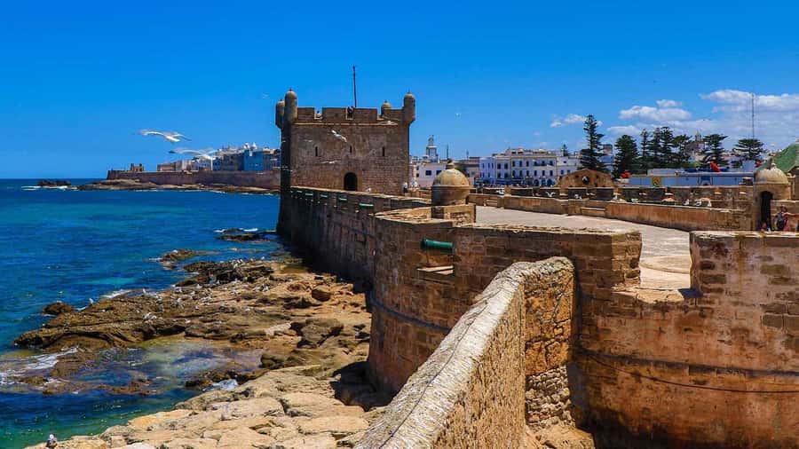 Essaouira: 2-Hour Camel Ride - Climbing the dunes and entering the forest