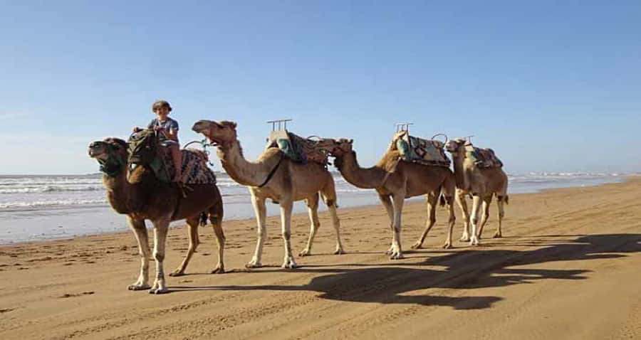 Essaouira: 2-Hour Camel Ride - Price, inclusions, and the real value