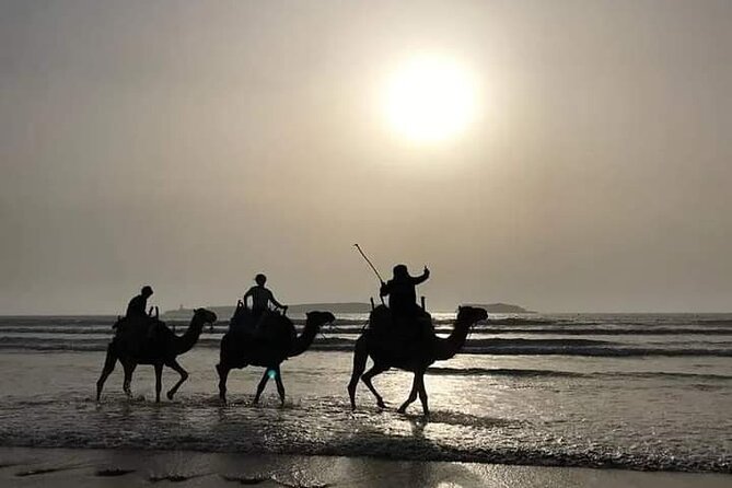Essaouira: 3-Hour Camel Tour - Through the forest and toward Diabat