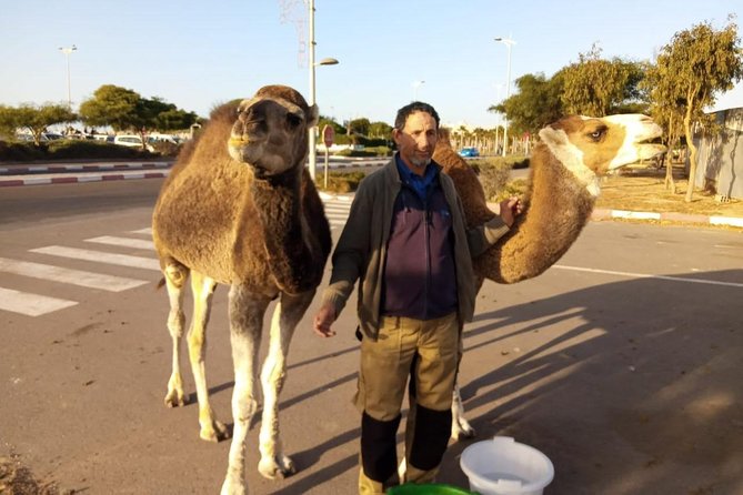 Essaouira Activities: Discover Essaouira by Quad - What to Expect From the Guide