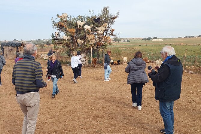 Essaouira day trip from Agadir & Taghazout - The Atlantic road from Agadir to Taghazout