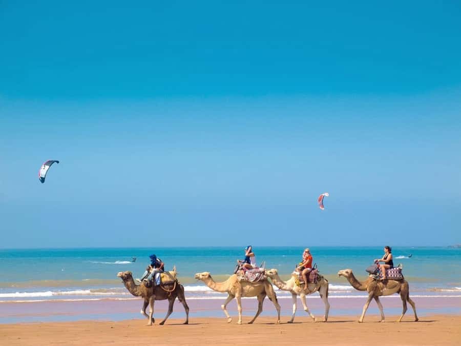 Essaouira Day Trip from Marrakech _ medina, old port - Who should book this Essaouira day trip