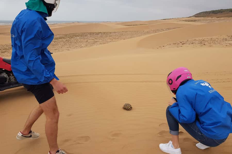 Essaouira P3: Quad tour forest beach dunes (free transfer) - From open beaches to sand dunes