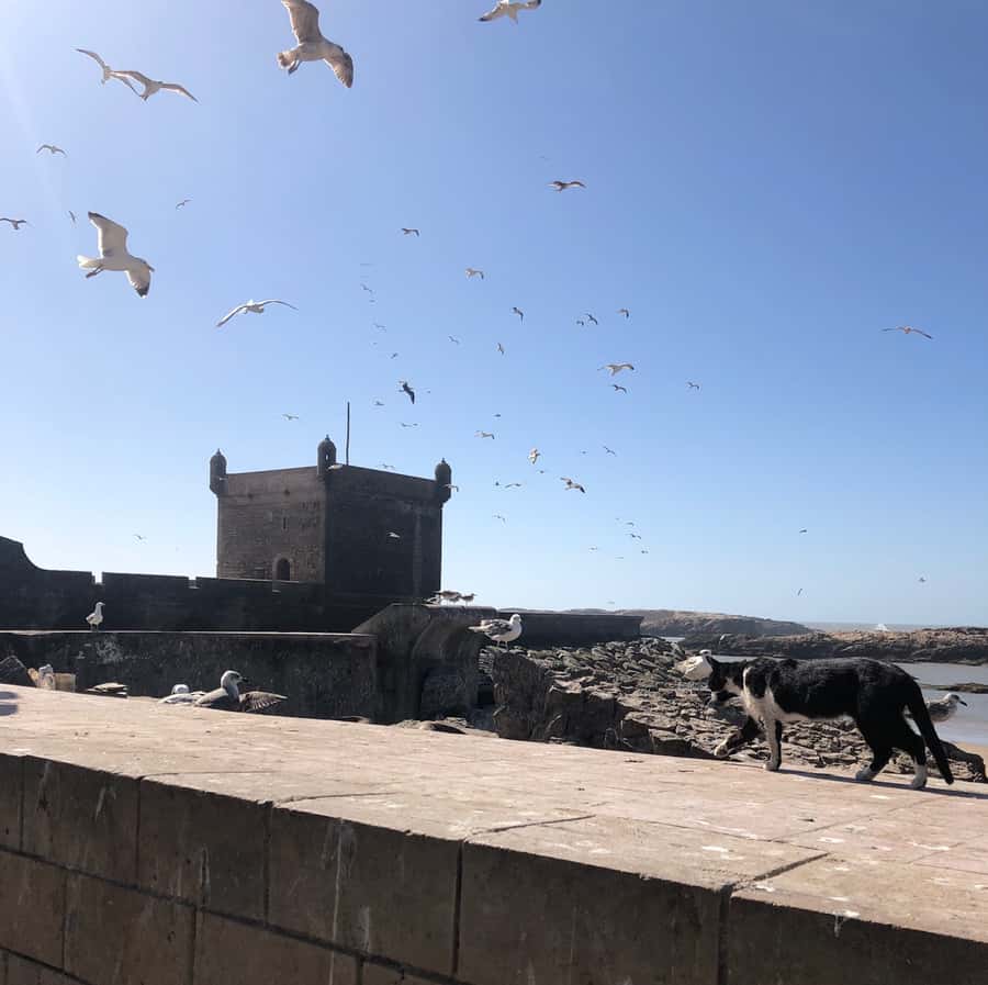 Essaouira: Private City Tour - Key points to know before you book