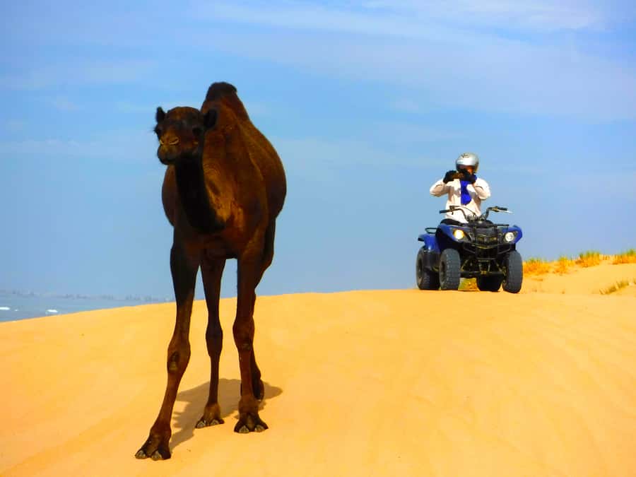 Essaouria: Beach & Big Dunes 2-Hour Quad Biking Tour - What the $64 price really covers