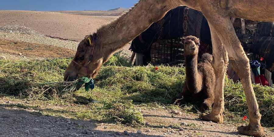 Evening Marrakech: Agafay Desert Quad , Camel & Dinner Shows - Guides and the quality of the organization