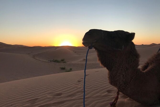 Exclusive Merzouga Desert Safari: Camel Ride, Sandsurf & Dinner - ATV riding through the dunes