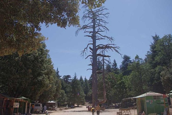 Excursion from Fez to Midle Atlas - Ifrane National Park and the mountain air