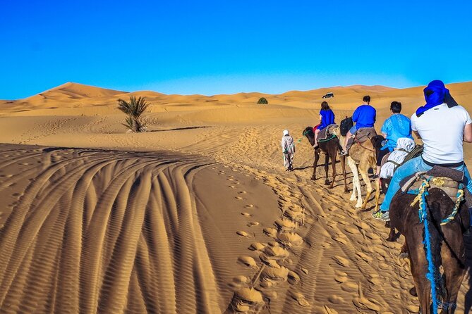 Fes to Marrakech 3 Days Desert Tour - From Fes to Ifrane and the cedar forest