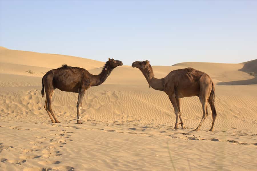 From Agadir: 4×4 Jeep Sahara Desert Tour with Lunch - The Youssef Ben Tachfine Dam and mountain views