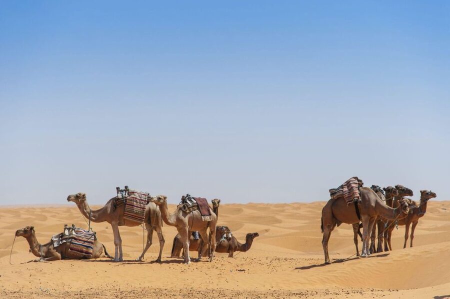 From Agadir: Camel Ride and Flamingo Trek - Flamingos on the Souss river