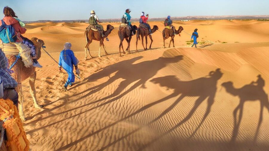 From Agadir: Camel Ride and Flamingo Trek - Dunes, ocean views, and the royal palace area