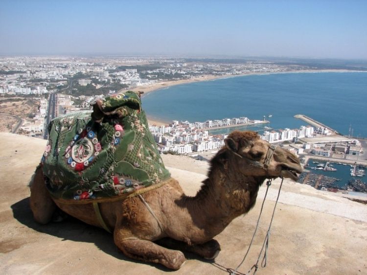 From Agadir: City Tour with Hotel or Port Transfers - The mosque stop and Moroccan design