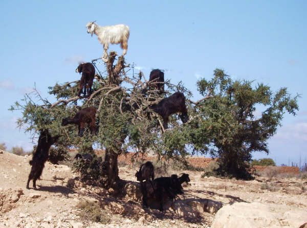 From Agadir: Half-Day Tour to Taroudant - Transport and pickup deserve attention