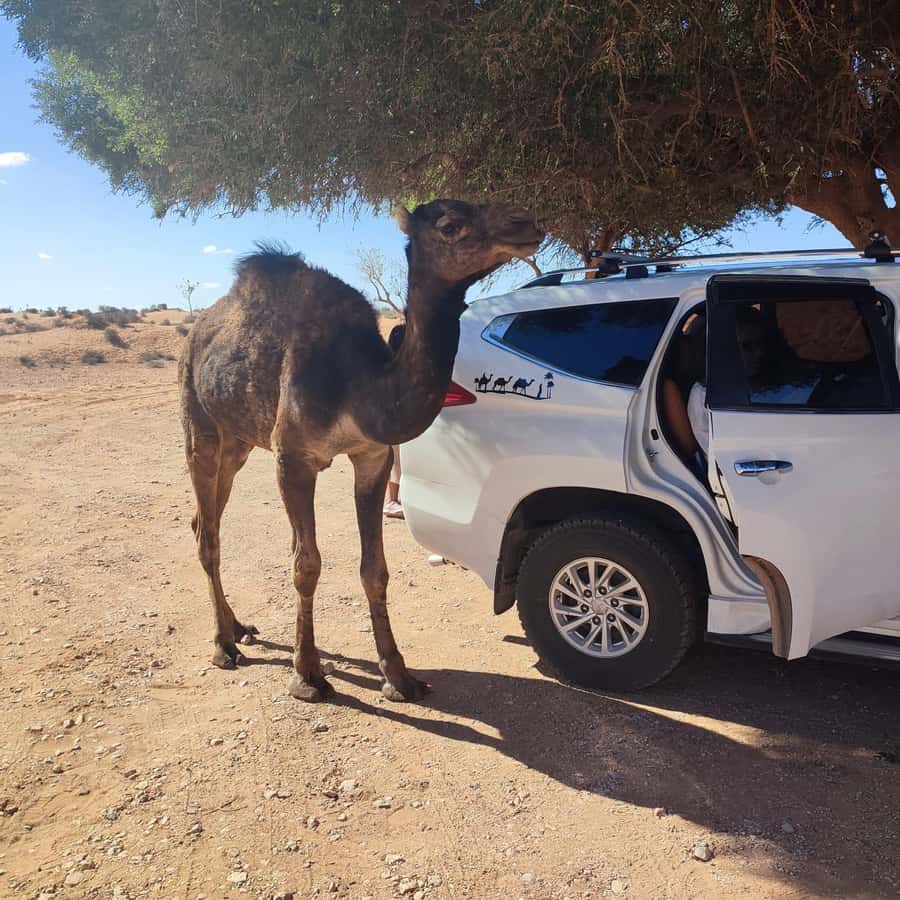 From Agadir: Mini Sahara Day Tour with Lunch - From Agadir to Morocco’s pre-Saharan south