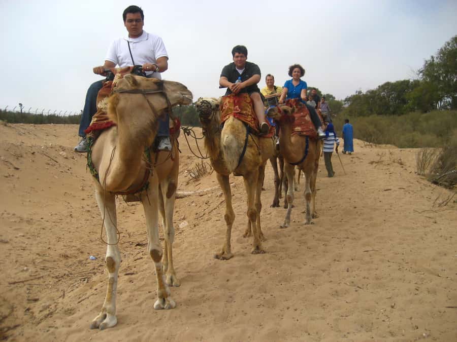 From Agadir or Taghazout: Camel Ride Berber Tour Experience - Through the eucalyptus trees