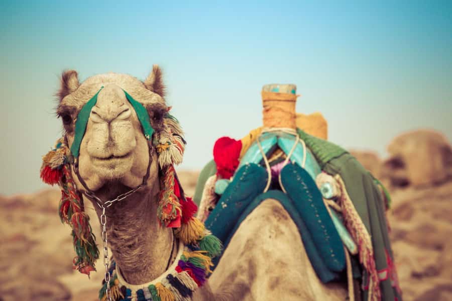 From Agadir or Taghazout: Camel Ride Berber Tour Experience - Following the Souss River toward the estuary
