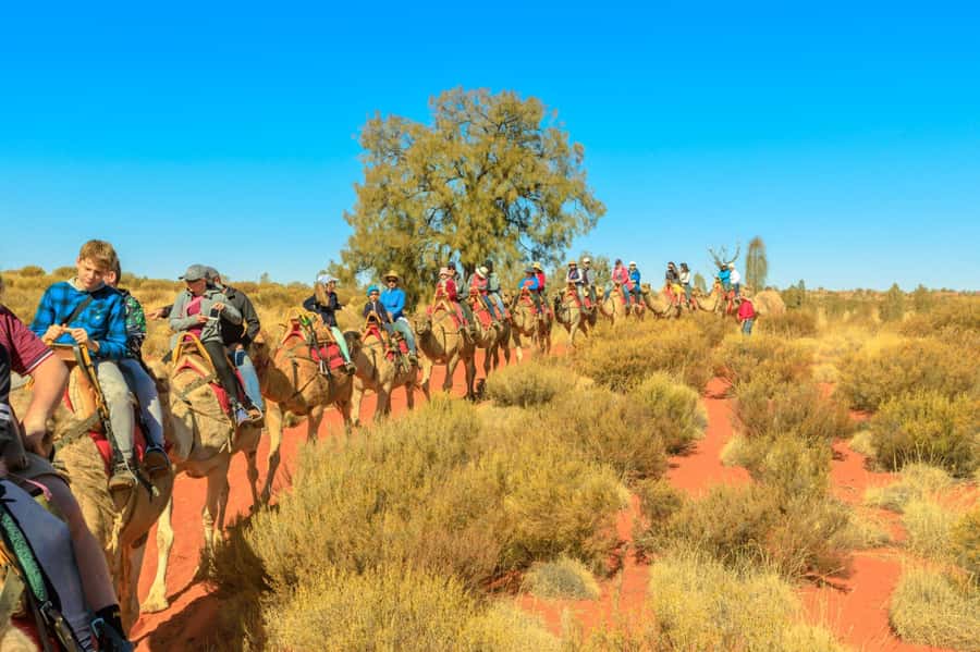 From Agadir or Taghazout: Camel Ride Berber Tour Experience - From hotel pickup to the camel stable