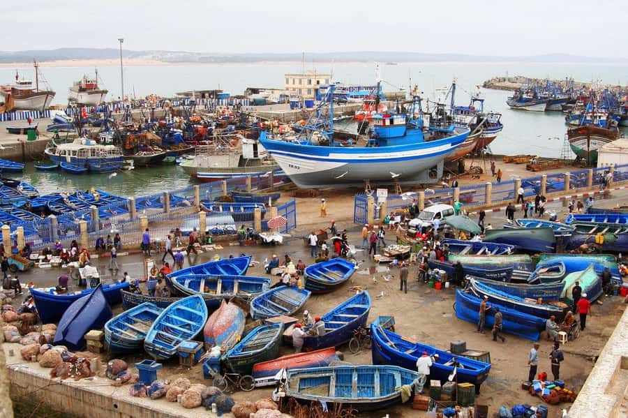 From Agadir or Taghazout : Essaouira Day Trip - The Argan-Tree Goat Stop