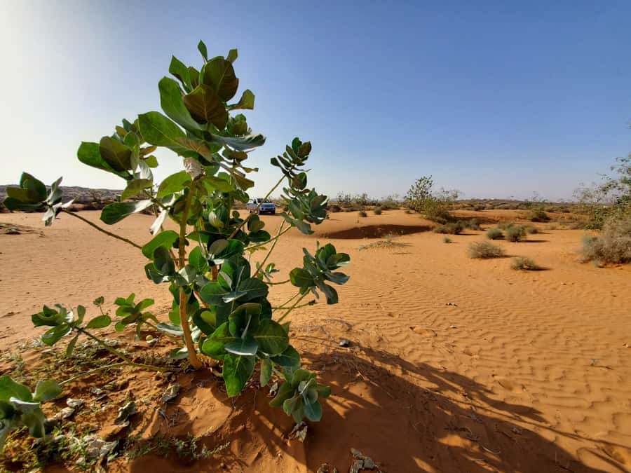 From Agadir: Sahara Desert Day Trip and Camel Ride - Why the $56 price can make sense