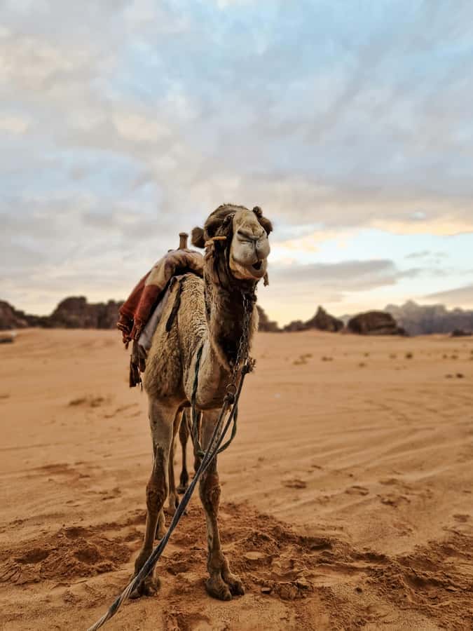 From Agadir: Sahara Desert Day Trip and Camel Ride - Guides, languages, and the feel of the day