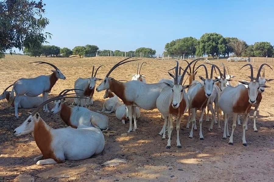 From Agadir: Souss-Massa National Park Tour with Lunch - The mini Sahara and optional activities