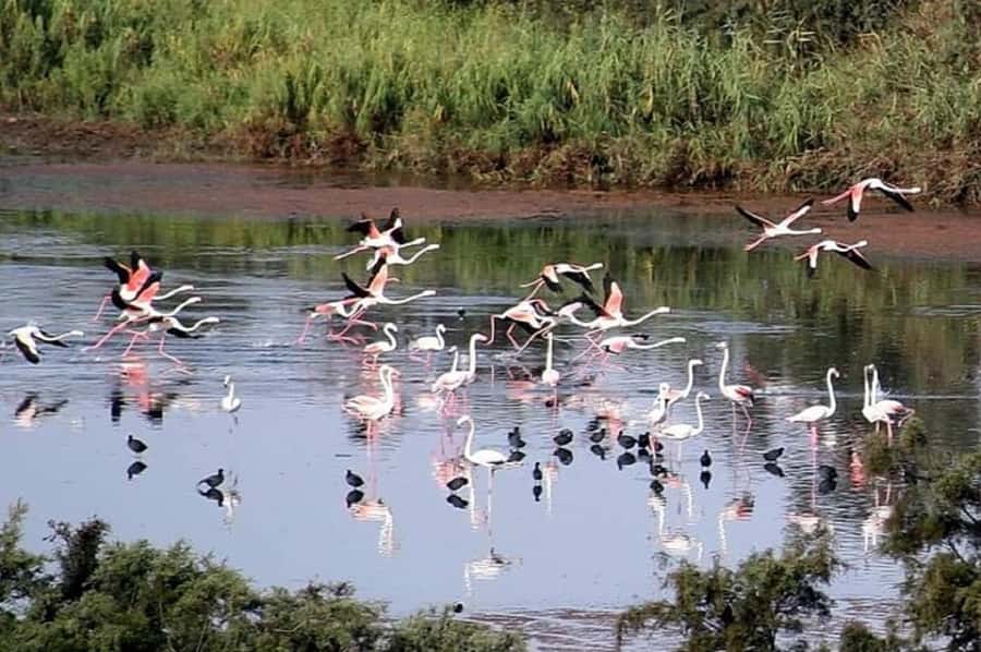 From Agadir: Souss-Massa National Park Tour with Lunch - Moroccan lunch at a kasbah or Berber restaurant
