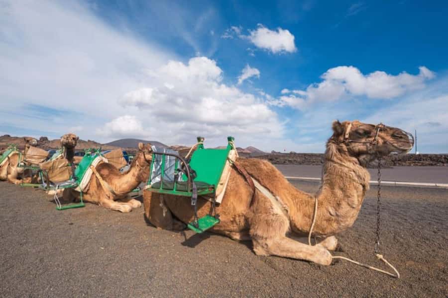 From Agadir: Souss River Camel Ride - What the experience gets right