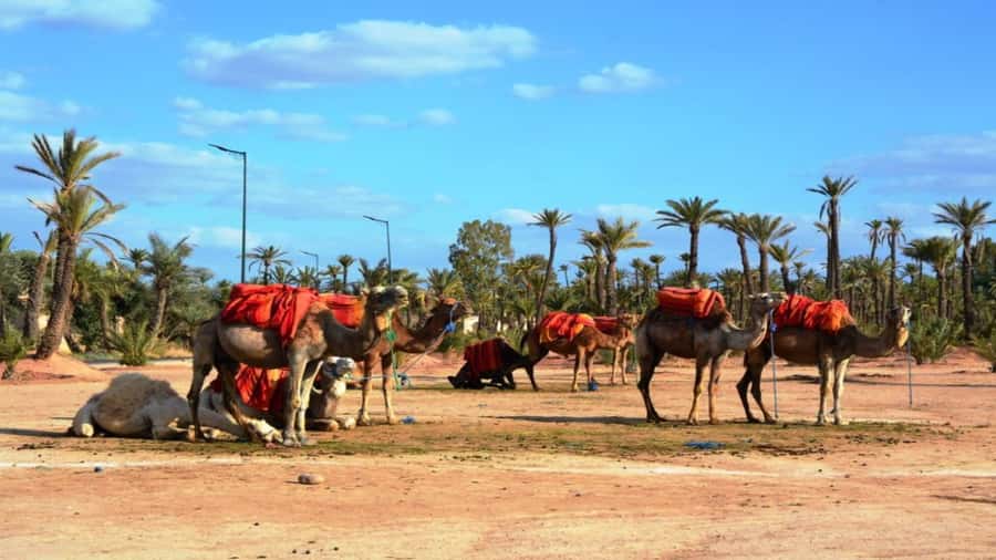 From Casablanca: Day Trip to Marrakech with Camel Ride - Koutoubia Mosque and the city’s famous landmark